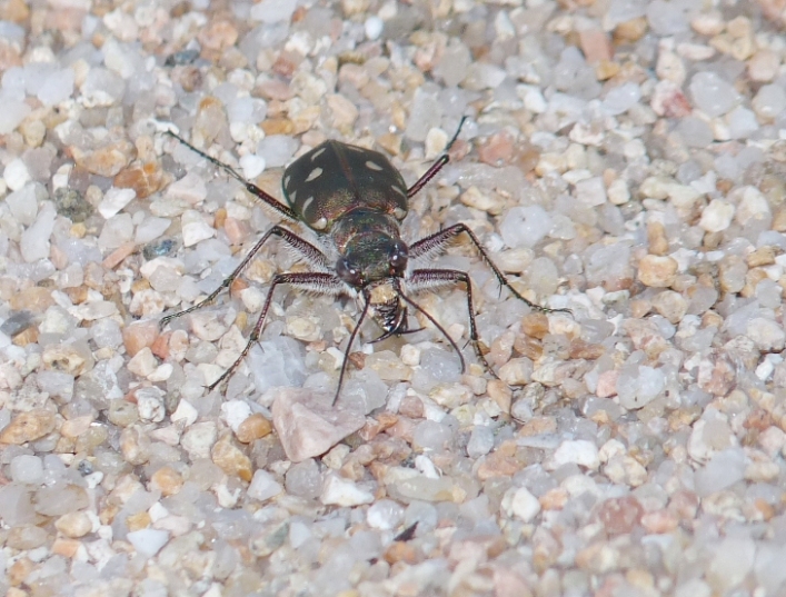 Lophyra flexuosa sardea e Calomera littoralis